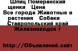 Шпиц Померанский щенки › Цена ­ 25 000 - Все города Животные и растения » Собаки   . Ставропольский край,Железноводск г.